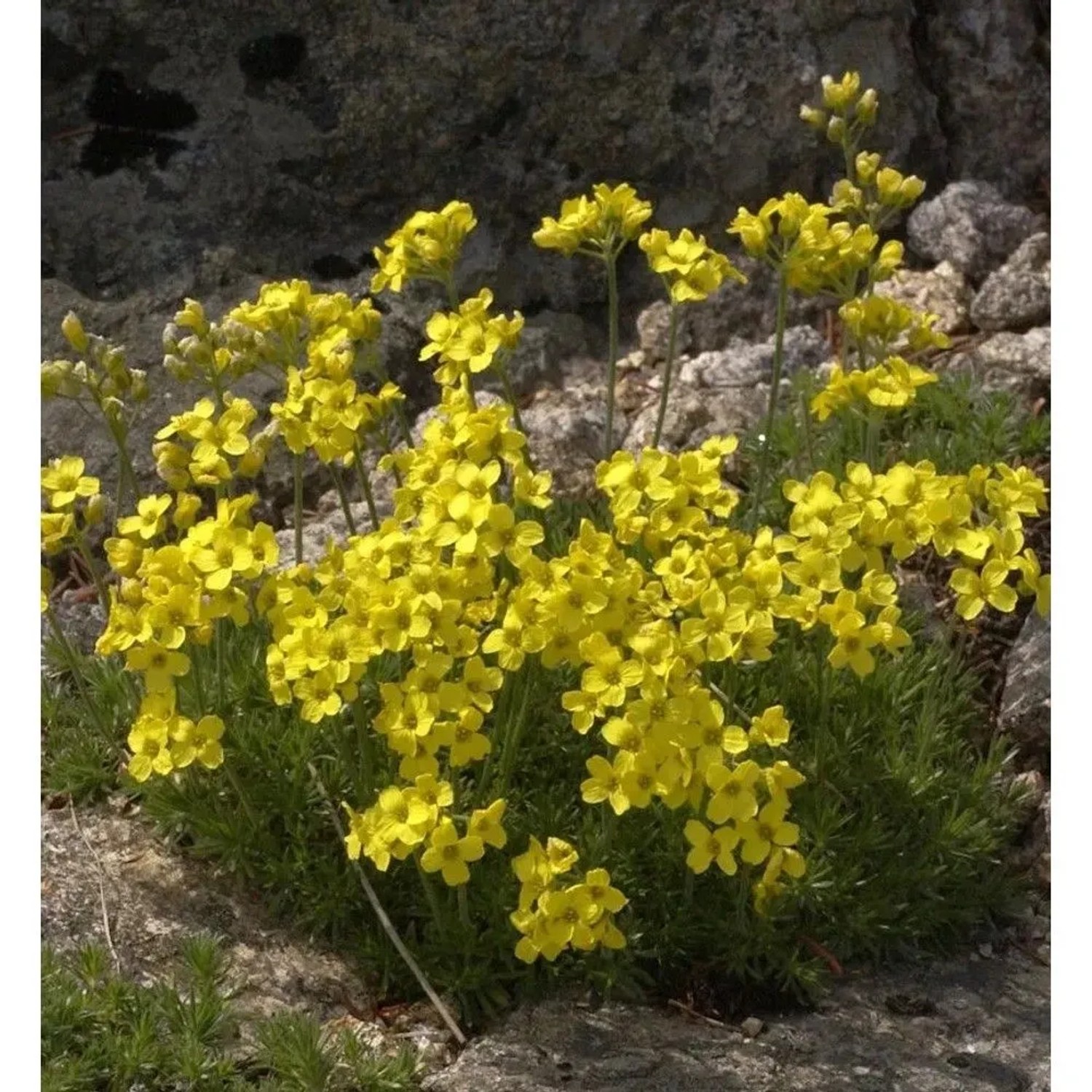 Olymp Felsenblümchen - Draba bruniifolia
