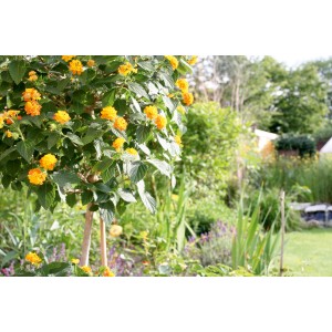 Gelb blühendes Wandelröschen im Garten, fixiert mit Pflanzenclips.