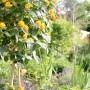 Gelb blühendes Wandelröschen im Garten, fixiert mit Pflanzenclips.
