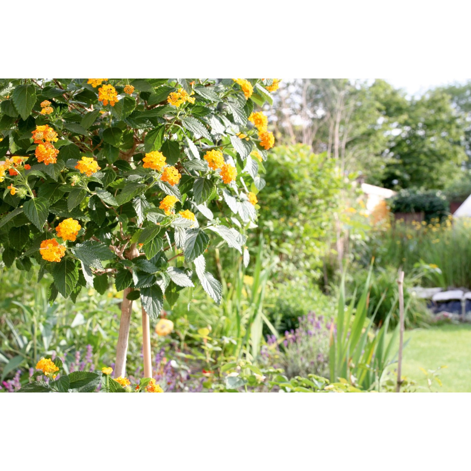 Gelb blühendes Wandelröschen im Garten, fixiert mit Pflanzenclips.