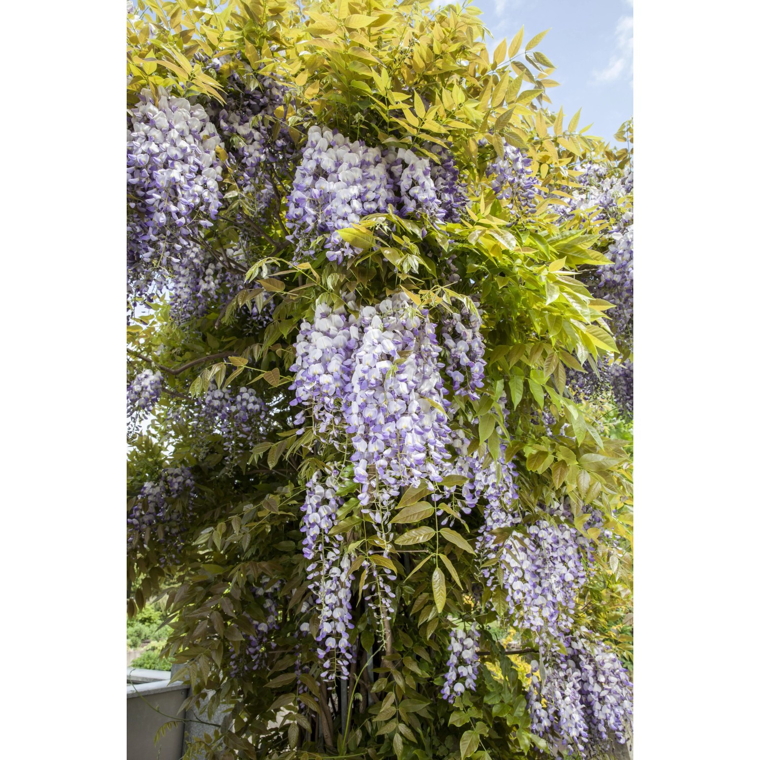 GROW by OBI Blauregen "Issai", "Rosea", "Shirokapitan Fuji" 120 cm 18 l  kaufen bei OBI