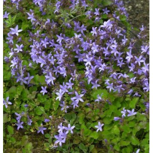 Dichte Glockenblume Frühlingszauber mit vielen kleinen, sternförmigen, lila Blüten und grünem Laub. Ideal für Staudenbeet.