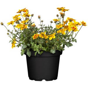 Goldmarie (Bidens) Sonderfarben im Topf, gelb-orange Blüten, ca. 10-20 cm hoch.