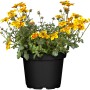 Goldmarie (Bidens) Sonderfarben im Topf, gelb-orange Blüten, ca. 10-20 cm hoch.