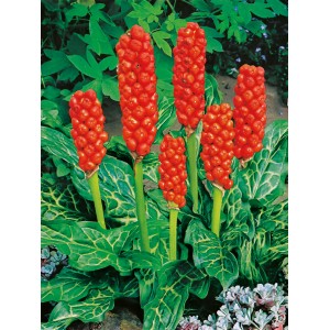 Aronstab Rot (Arum Italicum) im Topf, eine dekorative Teichpflanze mit roten Beeren und grünem Blattwerk.