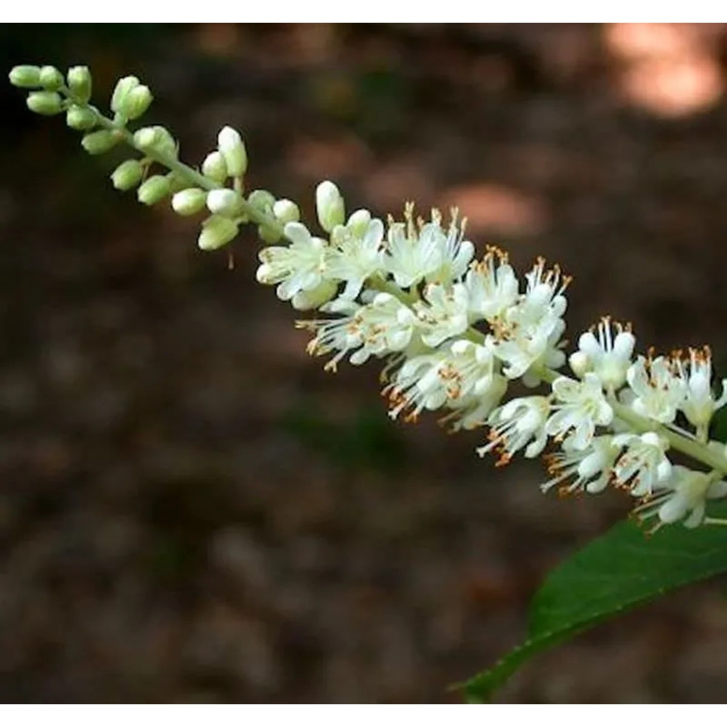 Silberkerzenstrauch Sixteen Candles 40-60cm - Clethra alnifolia