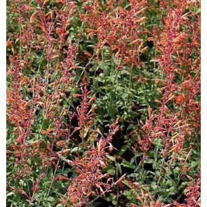 Mexikonessel Firebird (Agastache barberi) Staude mit roten Blüten.