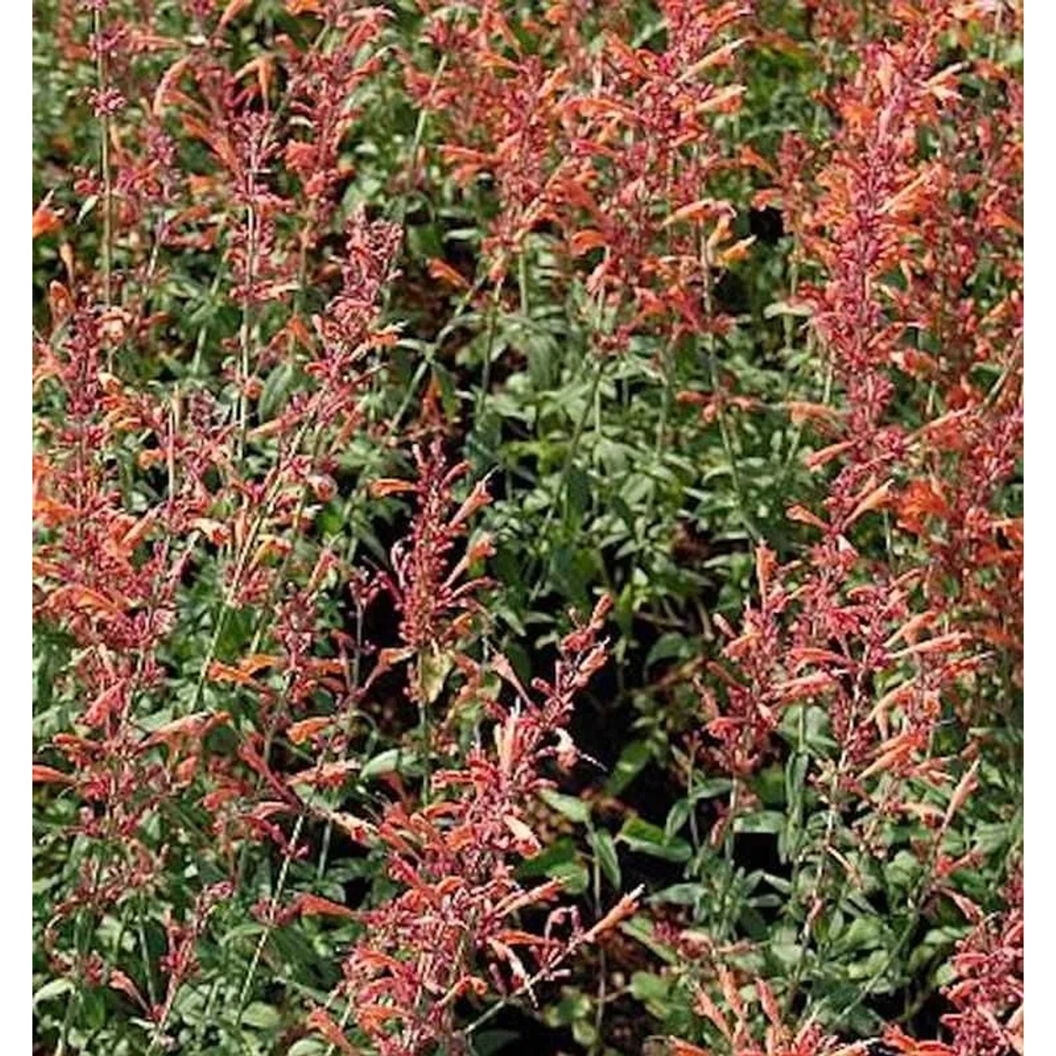 Mexikonessel Firebird - Agastache barberi