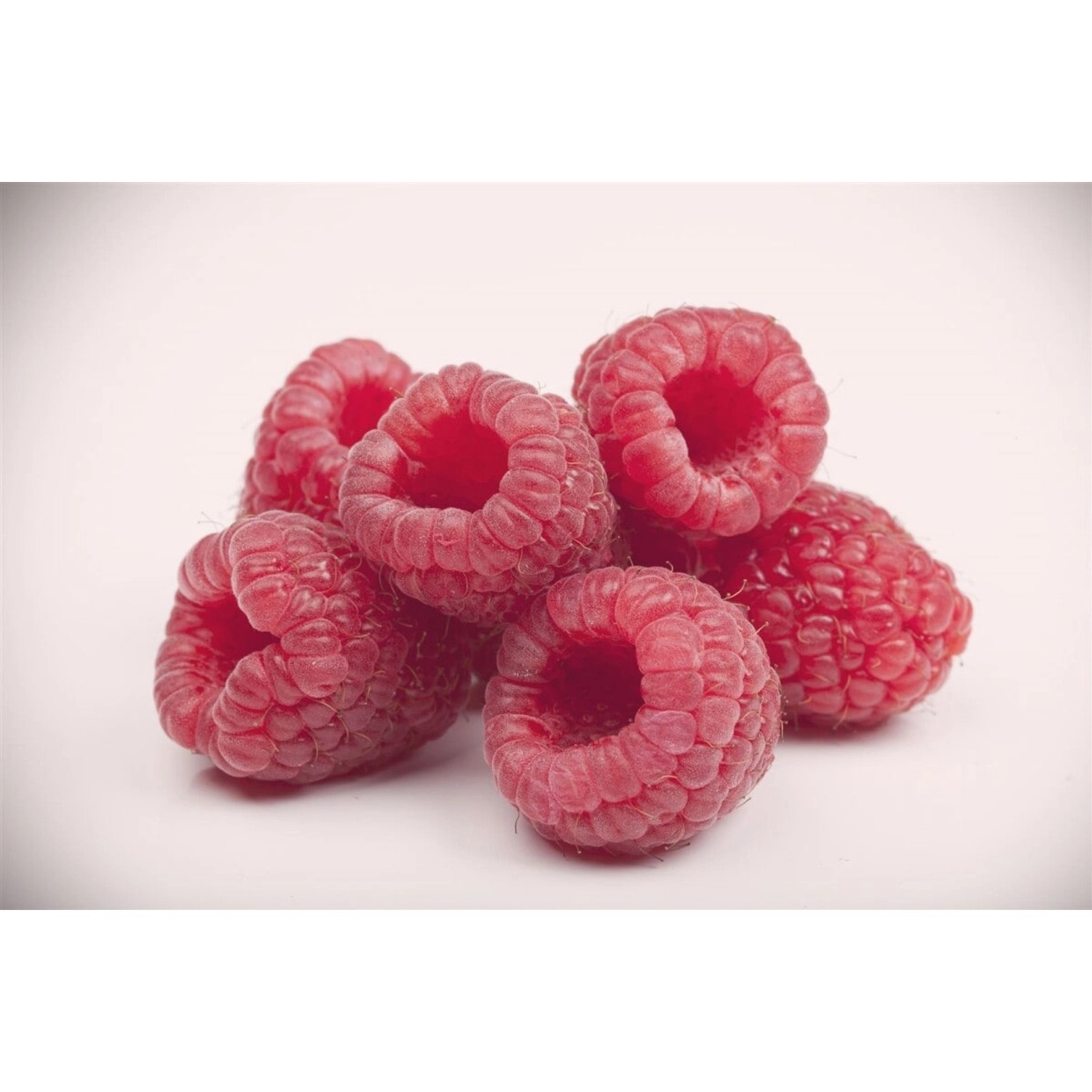 Rubus Idaeus Boheme Himbeere 30–40 Cm günstig online kaufen
