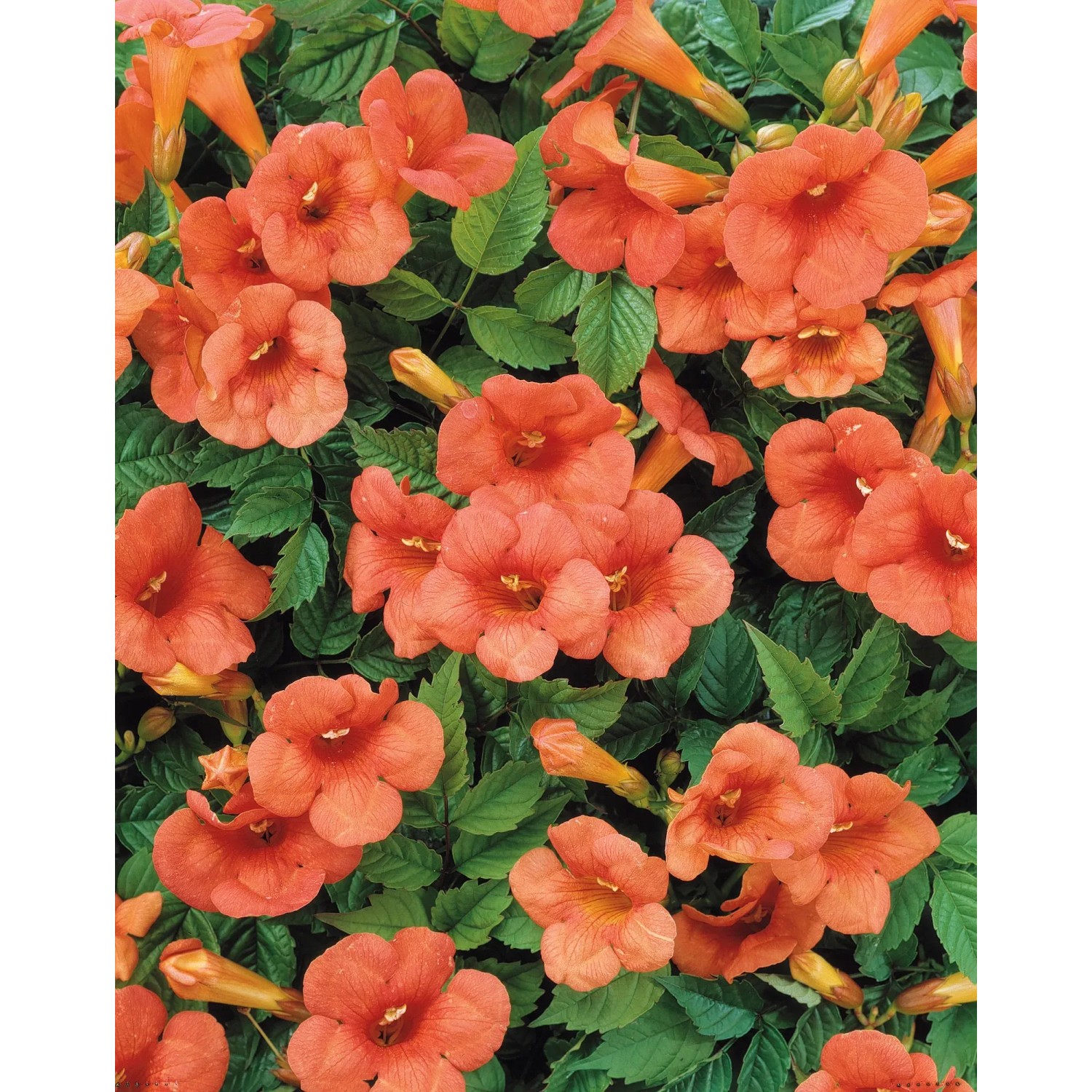 Trompetenblume Madame Galen Rot Höhe ca. 75 cm Topf ca. 2,25,