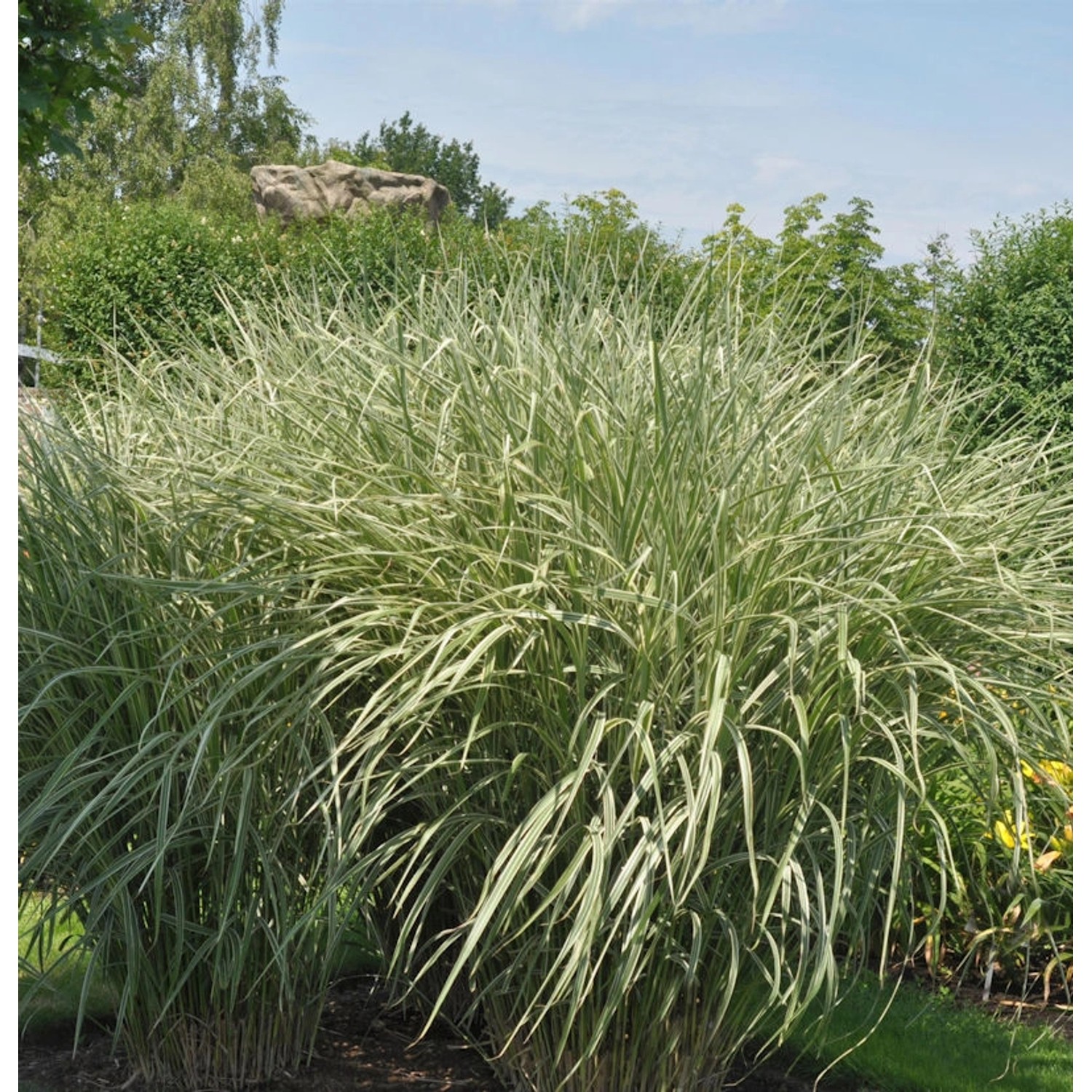 Chinaschilf Rigoletto - XXXL Topf - Miscanthus sinensis günstig online kaufen