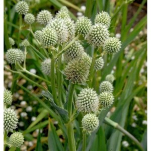 Palmlilien Edeldistel - Eryngium yuccifolium