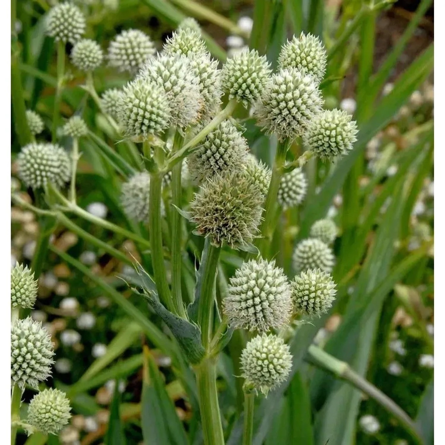 Nahaufnahme der Palmlilien Edeldistel (Eryngium yuccifolium), eine wintergrüne Gartenstaude.