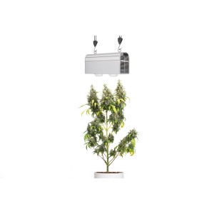 Parus LED-Pflanzenlampe Canna Bulb 240 über Cannabis-Pflanze im Topf.