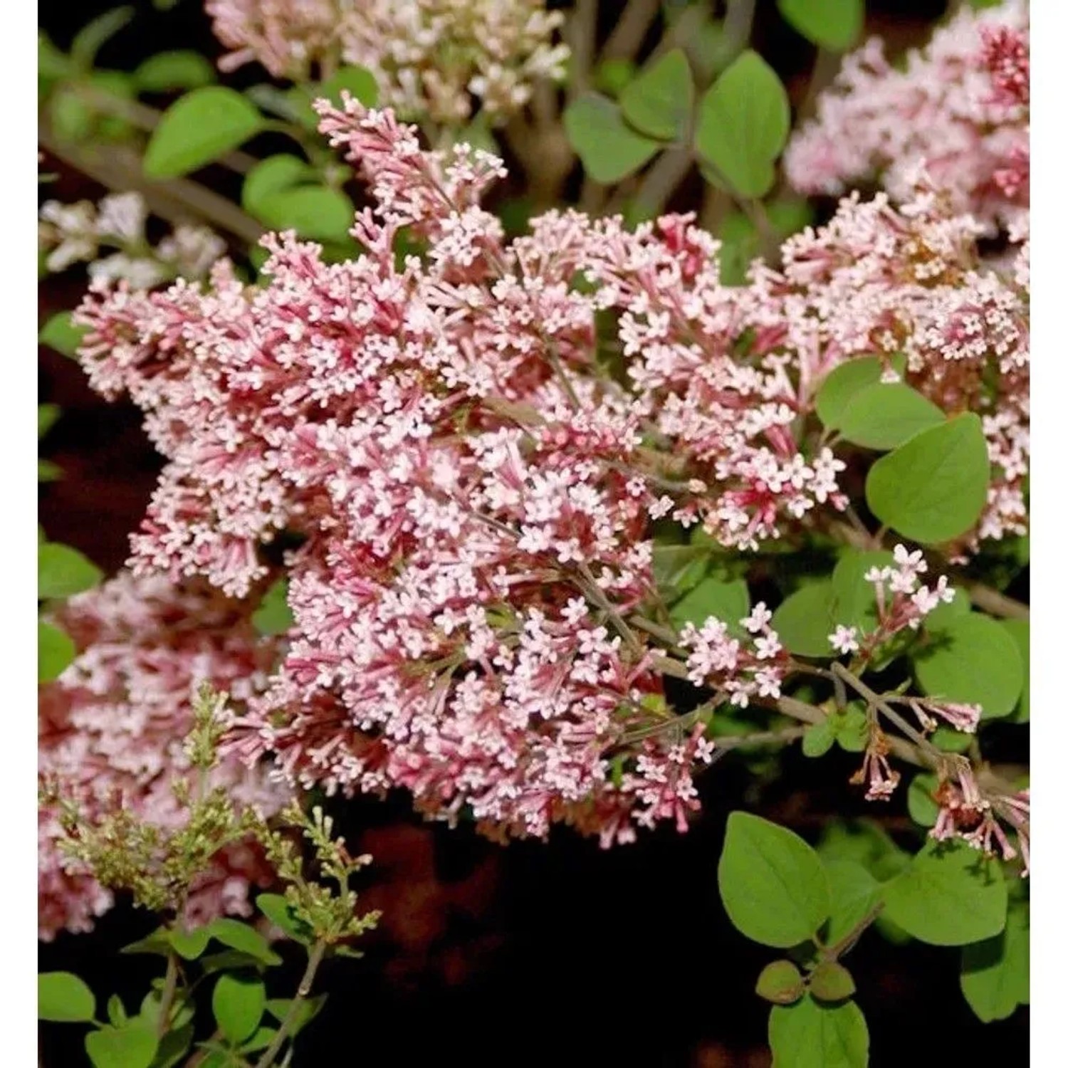 Duft Zwergflieder Tinkerbelle 40-60cm - Syringa
