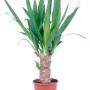 GROW by OBI Palmlilie (Yucca Elephantipes) im braunen Topf, ca. 11 cm Ø.