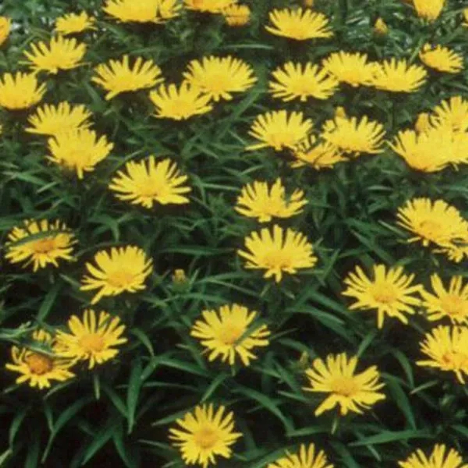 6 x Schwertblättriger Alant Inula ensifolia Topf 9cm Beetrandpflanze