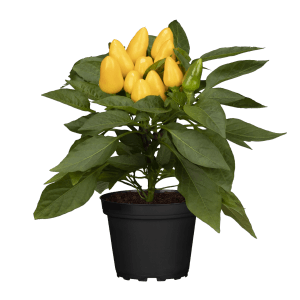 Beetpflanze Zierpaprika (Capsicum annuum) im Topf mit gelben und grünen Früchten.