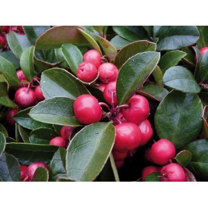 Rebhuhnbeere (Gaultheria) mit roten Beeren und grünen Blättern im Topf.