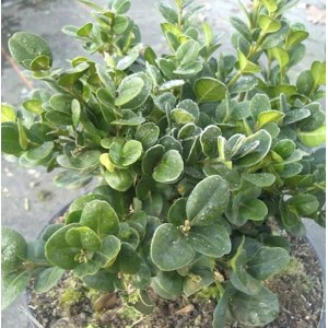 Buchsbaum Rotundifolia (Buxus sempervirens) im Topf, grüne Blätter.