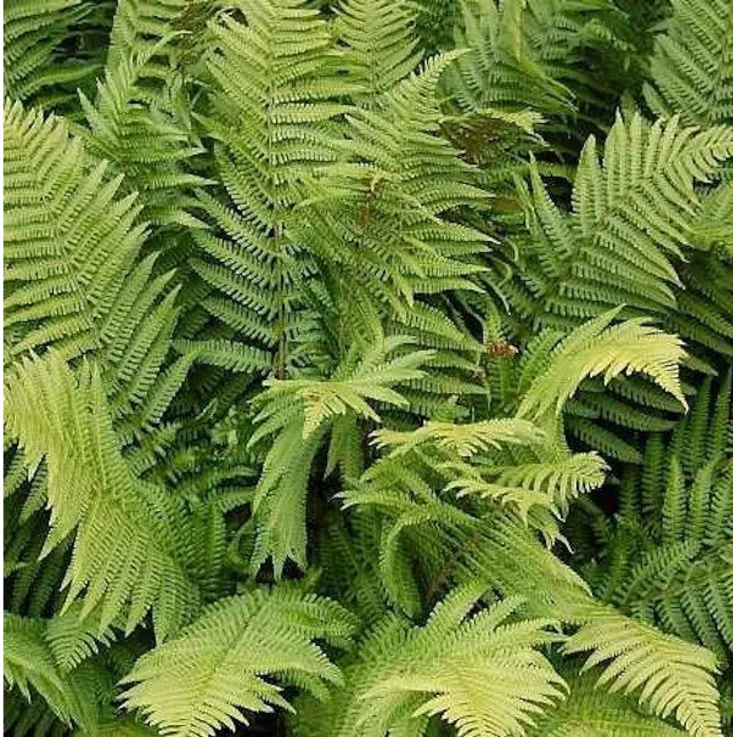 Straußenfarn - großer Topf - Matteuccia struthiopteris