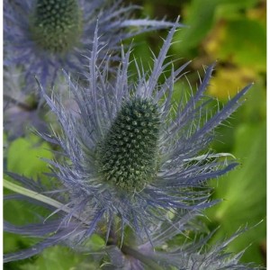 Nahaufnahme der Alpen-Mannstreu 'Blue Star', einer blauen Staude mit stacheligen Blättern.