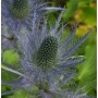 Nahaufnahme der Alpen-Mannstreu 'Blue Star', einer blauen Staude mit stacheligen Blättern.