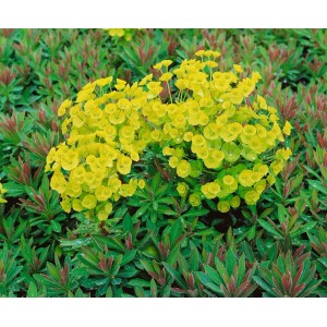 Euphorbia x Martinii Staude mit leuchtend gelben Blüten im 11x11 cm Topf.