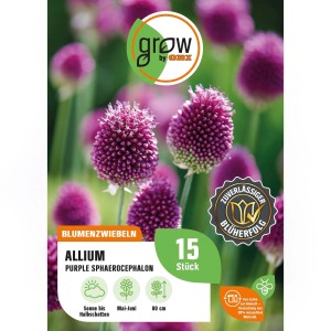 Kugelköpfiger Lauch 'Purpur', Allium sphaerocephalon, purpurfarbene Blütenkugeln im Garten.