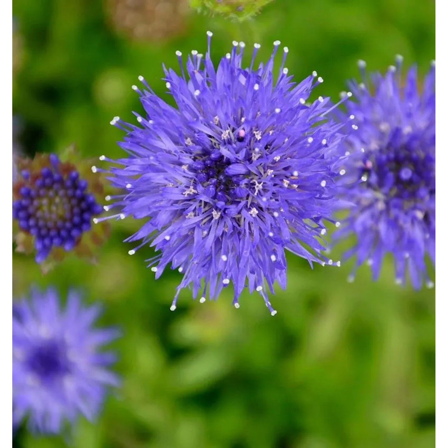 Sandglöckchen Blaulicht - Jasione,aevis