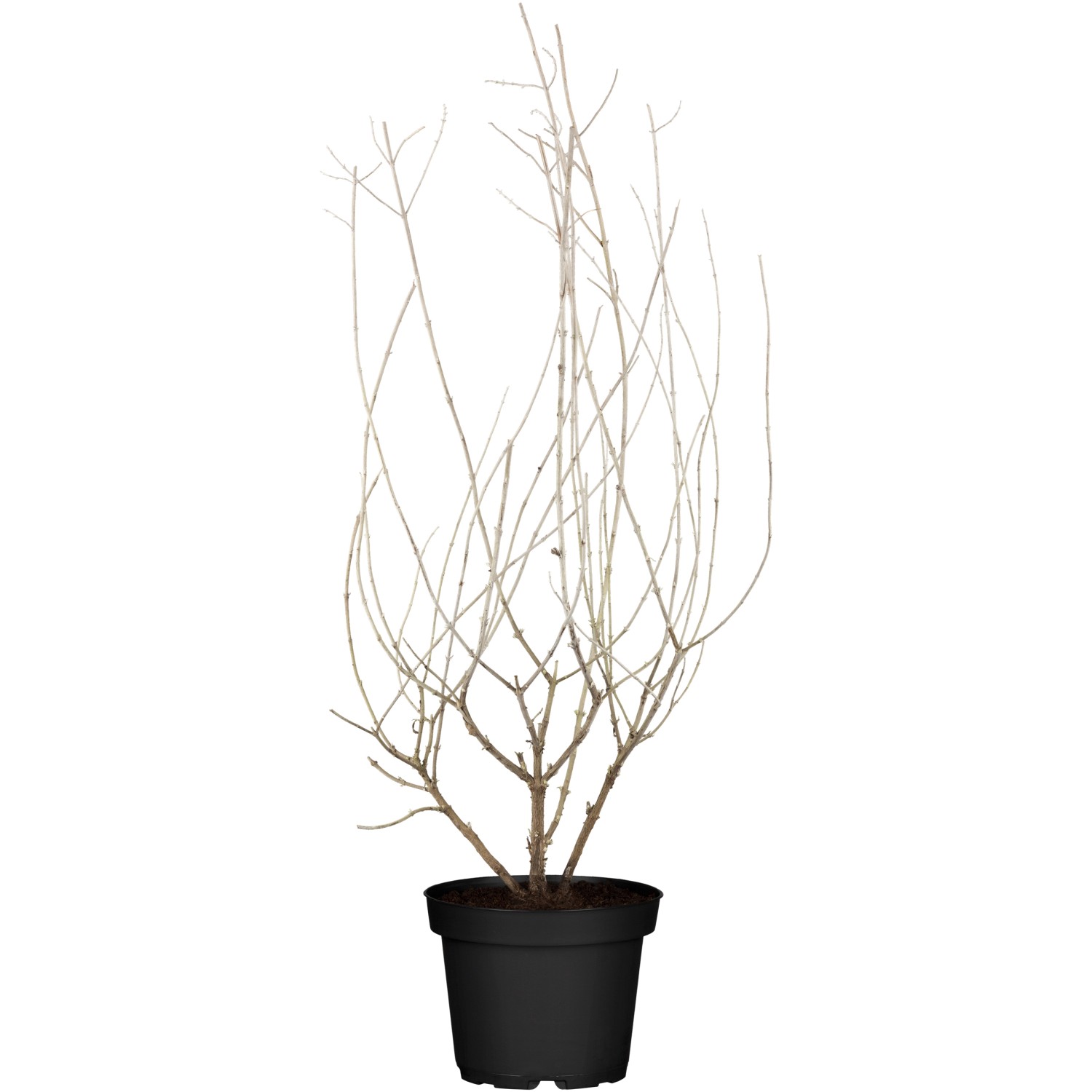 Blauraute Blue Spire Blau Topf-Ø ca. 19 cm Perovskia günstig online kaufen