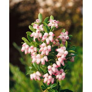 Immergrüne Bärentraube (Arctostaphylos Uva-Ursi) mit rosa-weißen Blüten, ideal als Bodendecker.