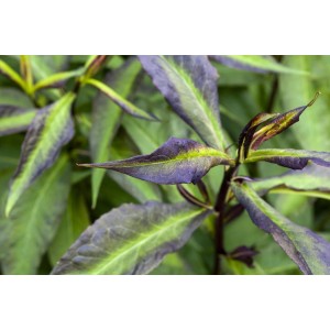 Nahaufnahme der Blätter der Flammenblume "Miss Mary" von GROW by OBI. Die Blätter sind grün und violett.