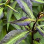Nahaufnahme der Blätter der Flammenblume "Miss Mary" von GROW by OBI. Die Blätter sind grün und violett.