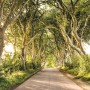Komar Fototapete Vlies Golden Hedges: Allee mit alten Bäumen und Straße im goldenen Licht.