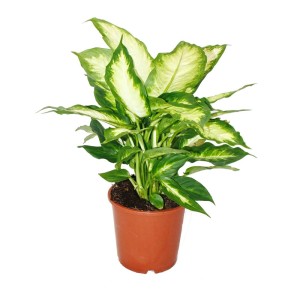Dieffenbachia Exotenherz im 17cm Topf, eine grüne Zimmerpflanze für helle Standorte.