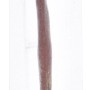 Primox Kauer Rinderschlundstange, 60cm, ein natürlicher Hunde-Snack zur Zahnpflege und Beschäftigung.