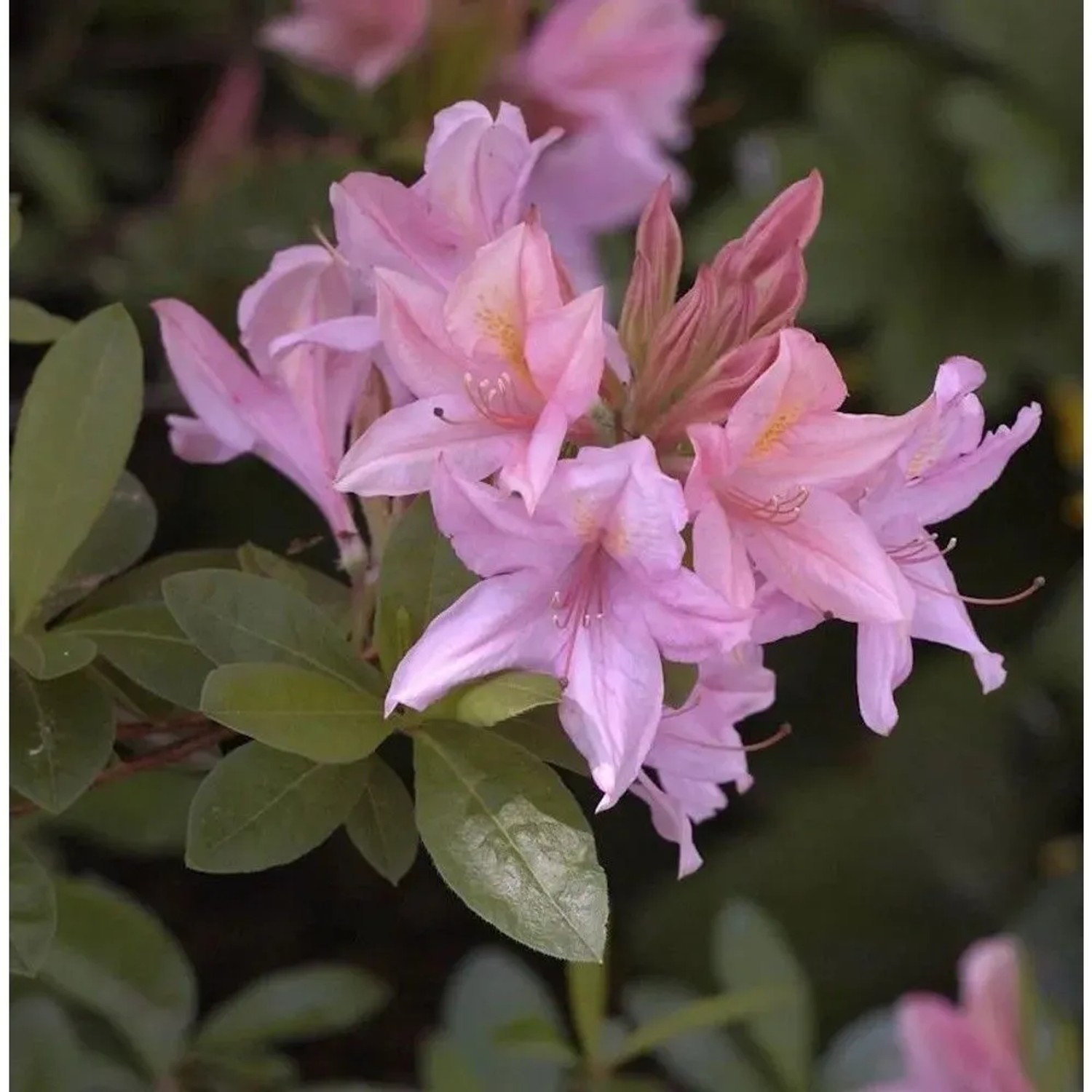 Rhododendron Soir de Paris 25-30cm - Rhododendron viscosum