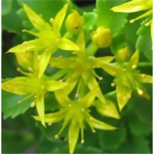 Nahaufnahme der gelben Blüten der Fetthenne Immergrünchen (Sedum floriferum).