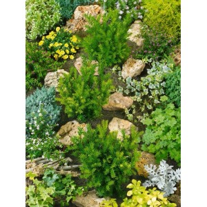 Grüne Taxus baccata 'Osterberg' Heckenpflanze im Gartenbeet mit Steinen.