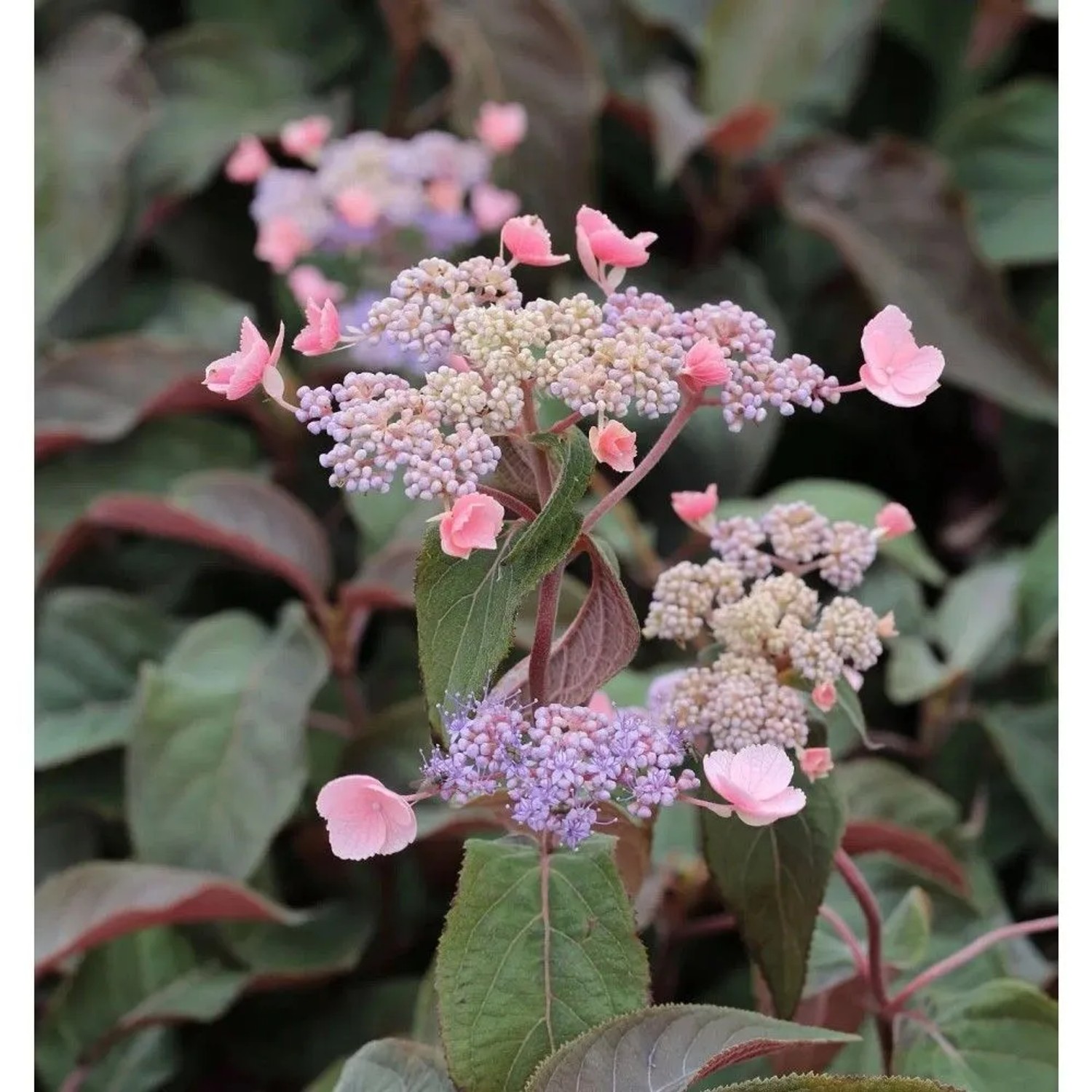 Fellhortensie Hot Chocolate 60-80cm - Hydrangea aspera