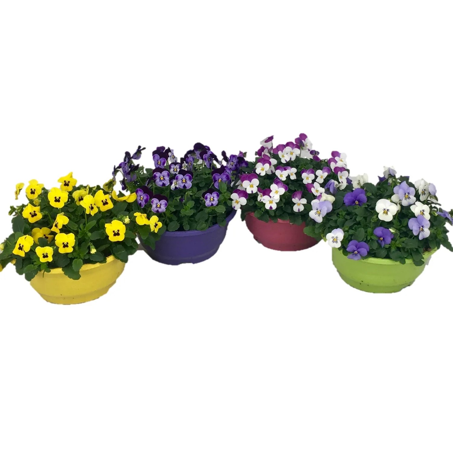 Hornveilchen Farbenauswahl im Topf, verschiedene Farben der Blüten und Töpfe.