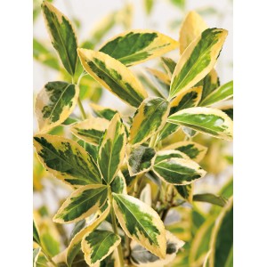 Detailaufnahme des Japanischen Spindelstrauchs 'Bravo' mit grün-cremeweißen Blättern.