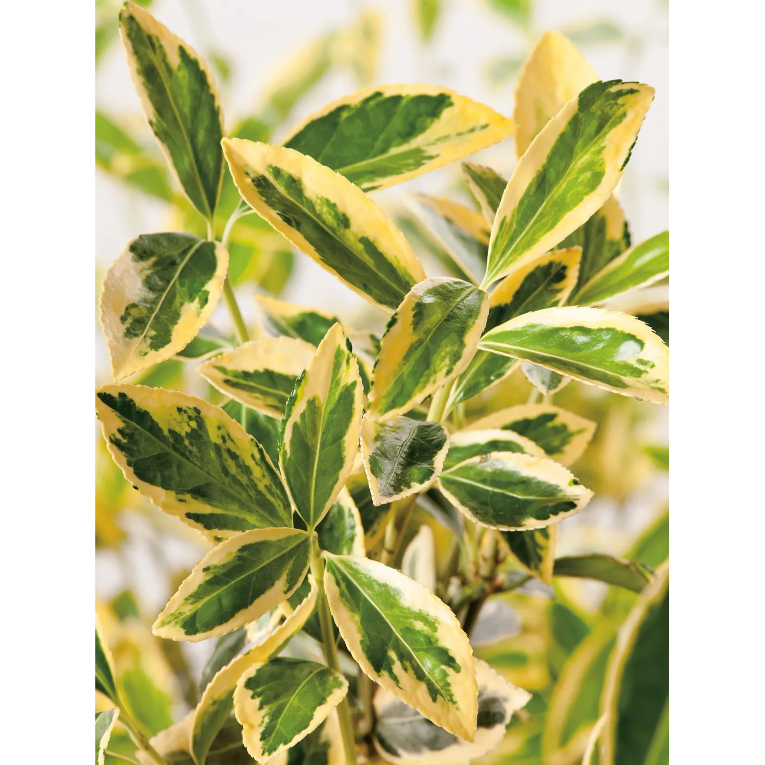Japanische Spindel Strauch, Euonymus Japonicus EXTA Produktbild-Vorschau 3