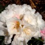 Nahaufnahme der weißen Blüten des Rhododendron Koichiro Wada (Alpenrose).