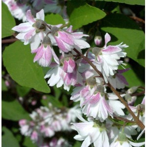 Nahaufnahme: Blühender Sternchenstrauch Tourbillon Rouge (Deutzia magnifica) mit rosa-weißen Blüten.