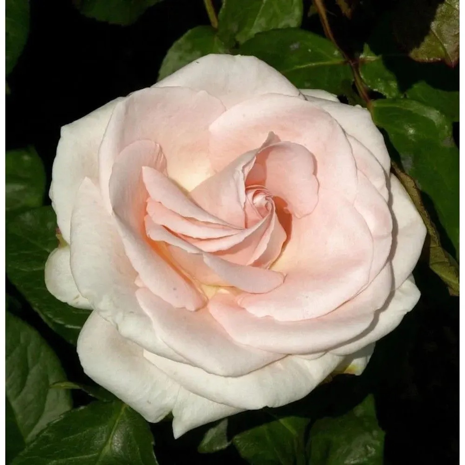 Kletterrose Schloß Bad Homburg 30-60cm