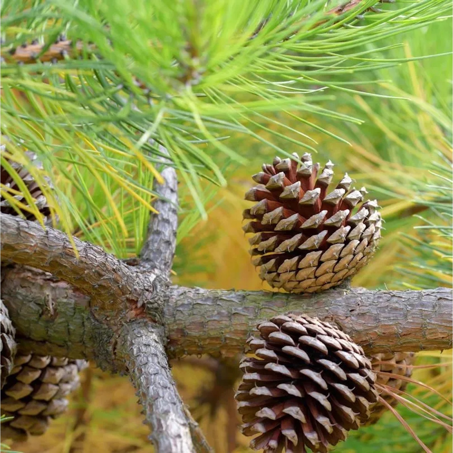 Weihrauch-Kiefer 60-80cm - Pinus taeda