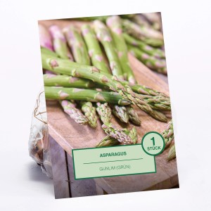 Asparagus Gijnlim, grüne Spargel-Pflanze auf Holzbrett, 1 Stück.