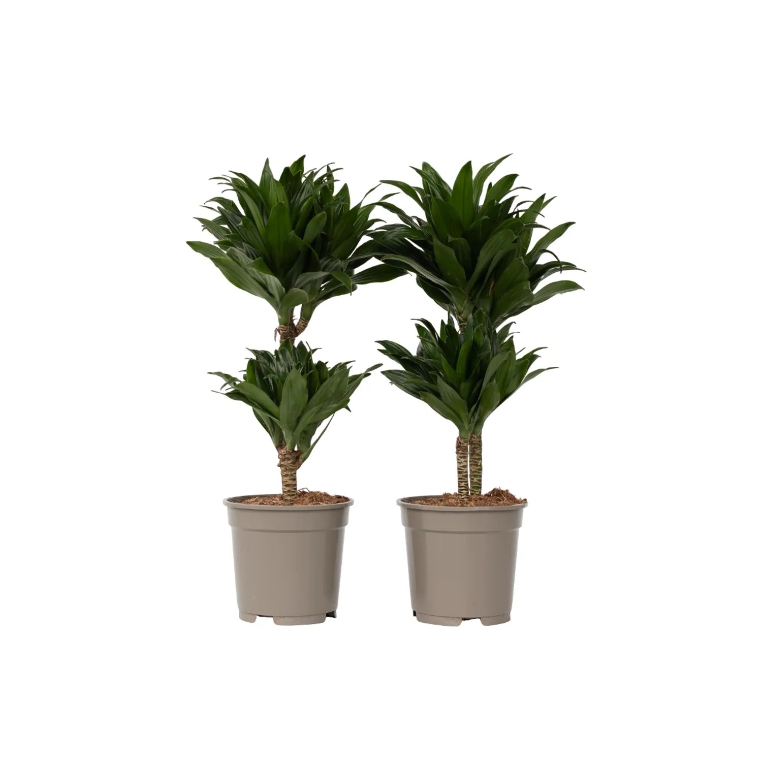Plant In A Box Drachenbaumen X2  Dracaena Surculosa Höhe 50cm Ø17 Grün